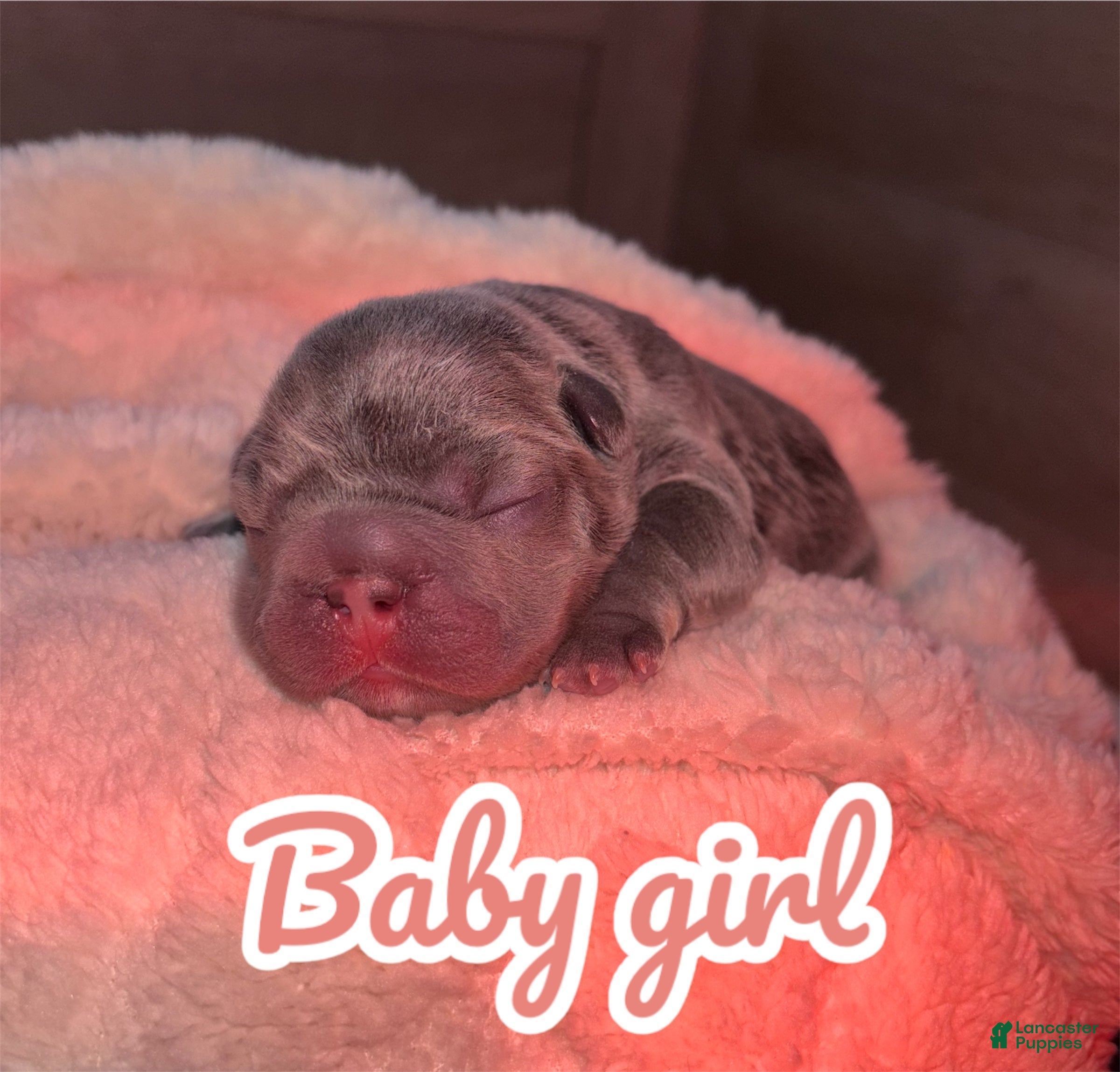 French Bulldog dogs French Bulldog Puppy 4 - Ad 39