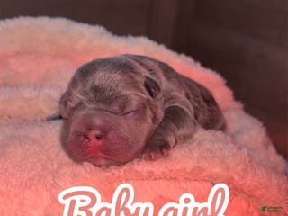 French Bulldog dogs French Bulldog Puppy 4 - Ad 28