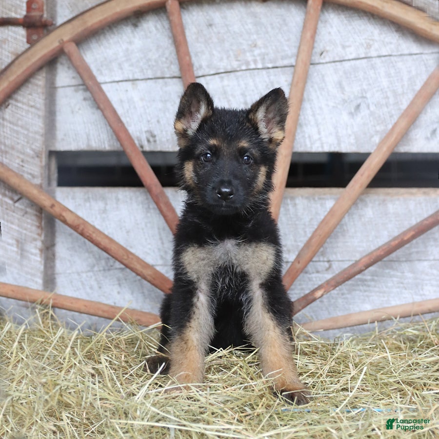 German Shepherd dogs Diva  - Ad 1