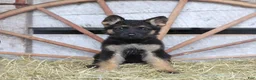 German Shepherd dogs for sale: Diva  - Ad 1