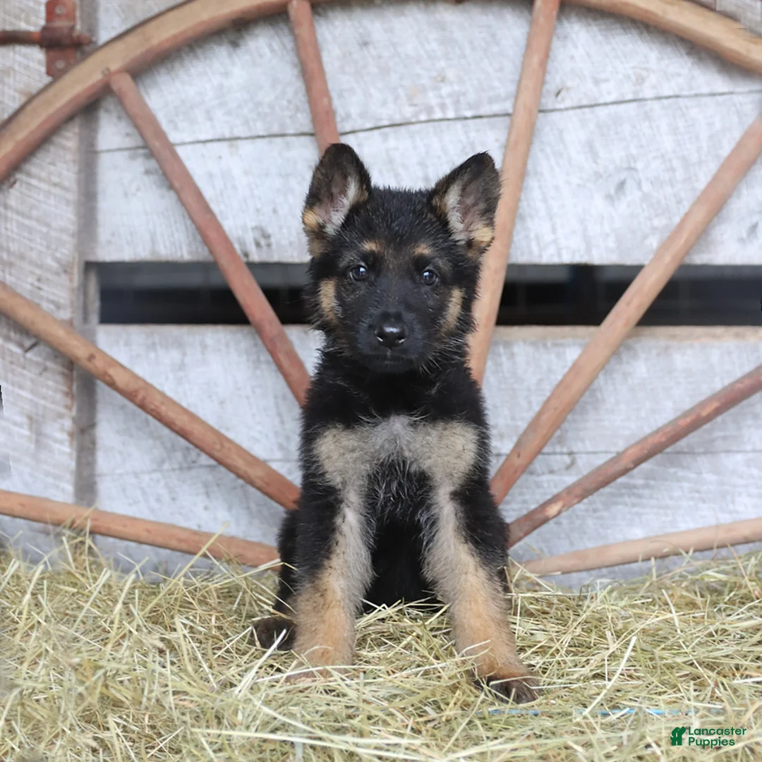 German Shepherd dogs for sale: Diva  - Ad 1