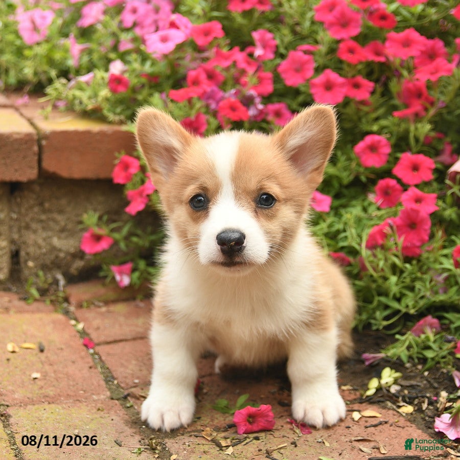 Welsh Corgi Pembroke dogs Gip  - Ad 2