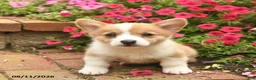 Welsh Corgi Pembroke dogs for sale: Gip  - Ad 2