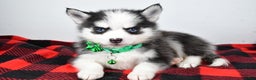Pomsky dogs for sale: Hilda - Ad 2