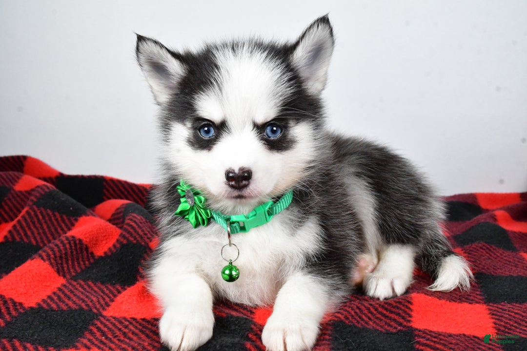 Pomsky dogs for sale: Hilda - Ad 2
