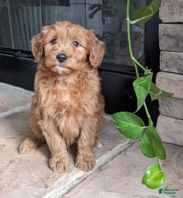 Mini Goldendoodle dogs Tucker - Ad 19