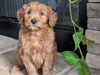 Mini Goldendoodle dogs Tucker - Ad 19