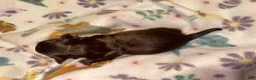 Chihuahua dogs for sale: Chihuahua 3 - Ad 5