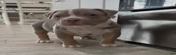 American Bully dogs for sale: American Bully Puppy 4 - Ad 4