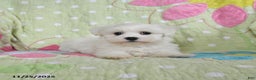 Maltese dogs for sale: Greg - Ad 2