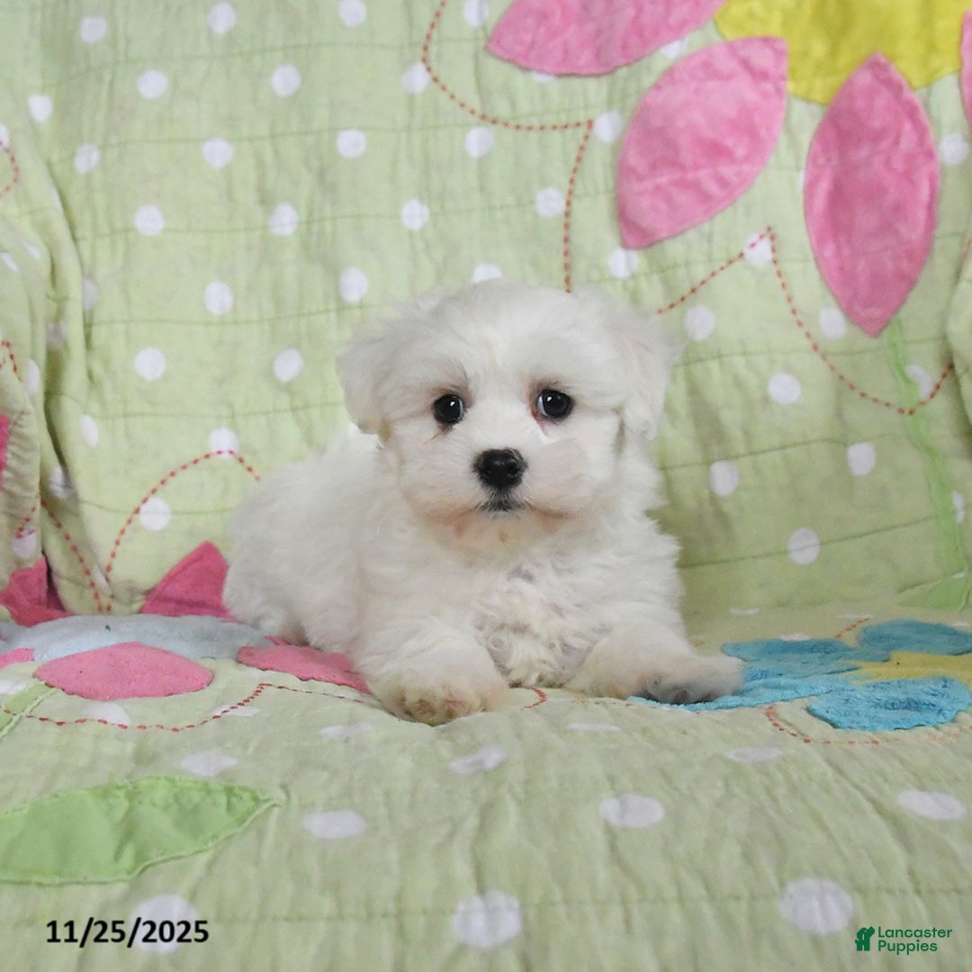 Maltese dogs for sale: Greg - Ad 2