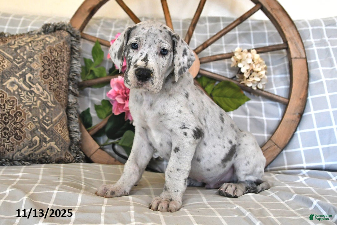 Great Dane dogs for sale: Sporty - Ad 1