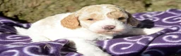 Cavapoo dogs for sale: Clyde Cavapoo 2 - Ad 2