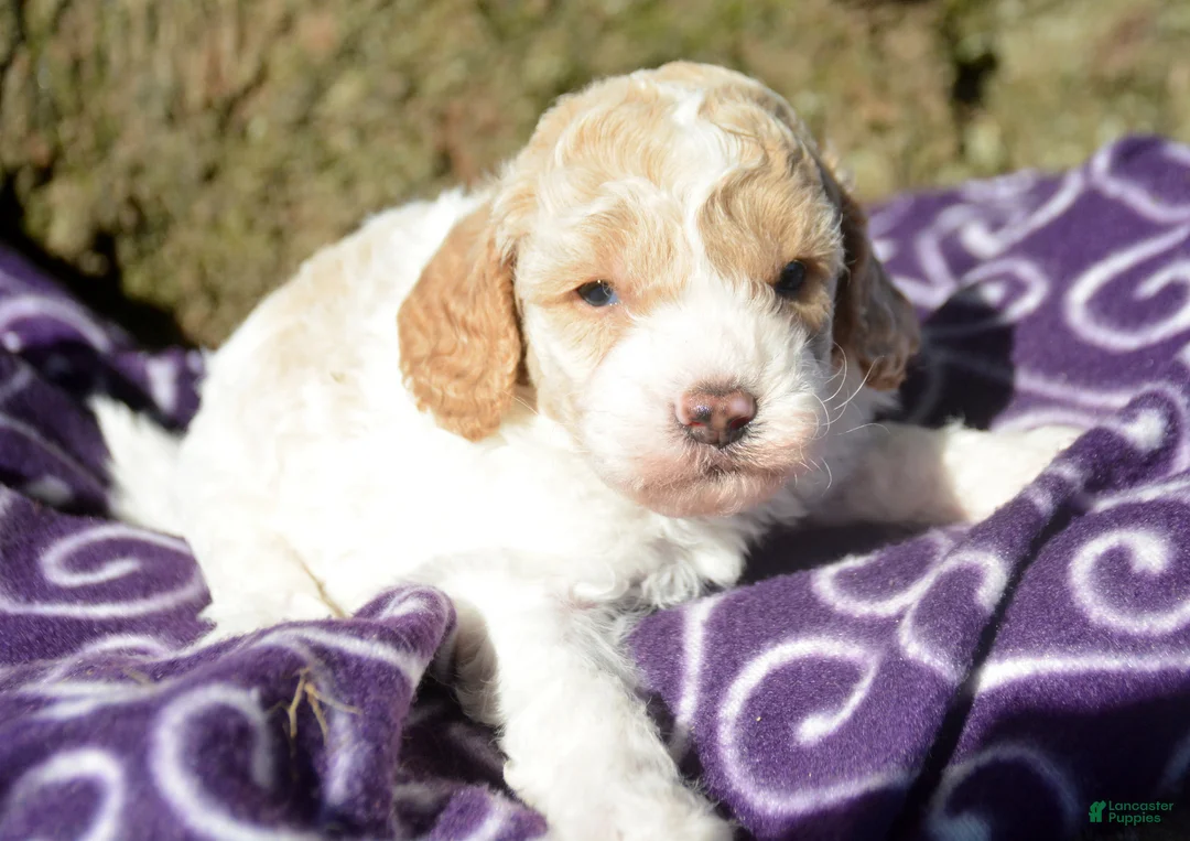 Cavapoo dogs for sale: Clyde Cavapoo 2 - Ad 2
