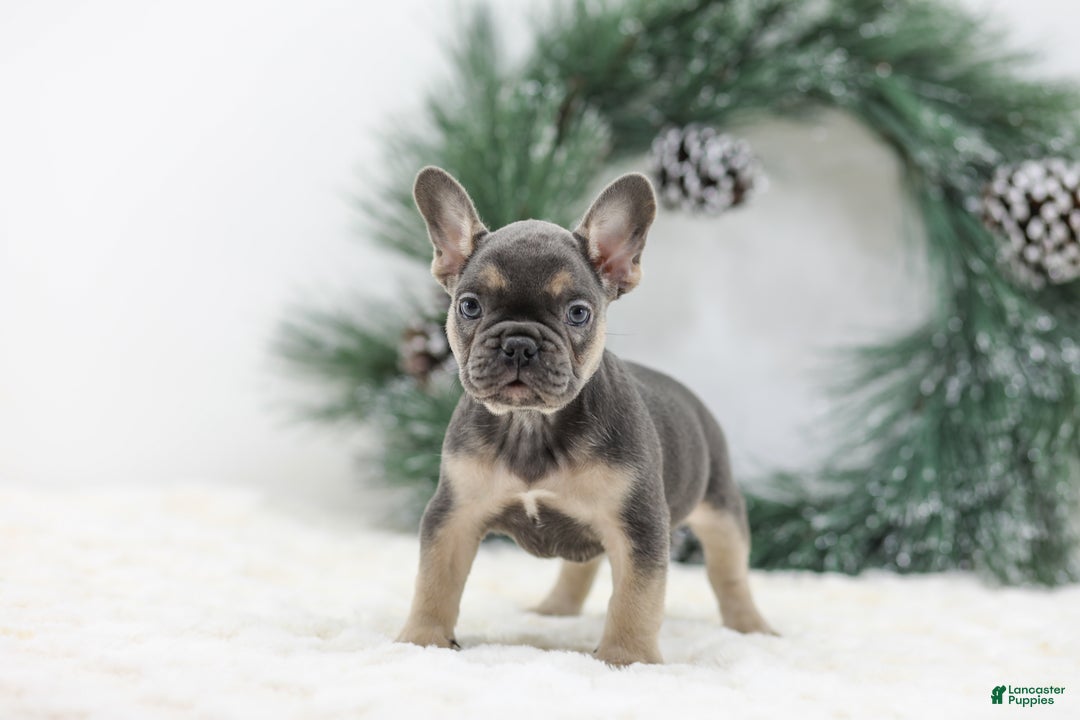 French Bulldog dogs for sale: Jordan - Ad 9