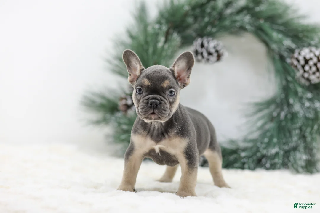 French Bulldog dogs for sale: Jordan - Ad 9