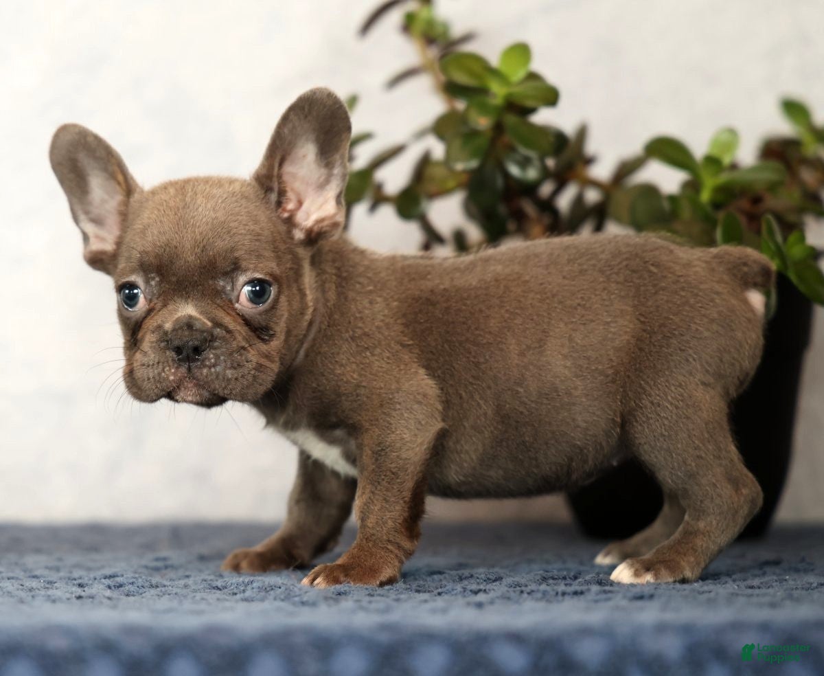 French Bulldog dogs Wanda - Ad 2