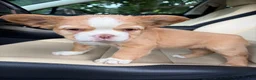 French Bulldog dogs for sale: French Bulldog 2 - Ad 7