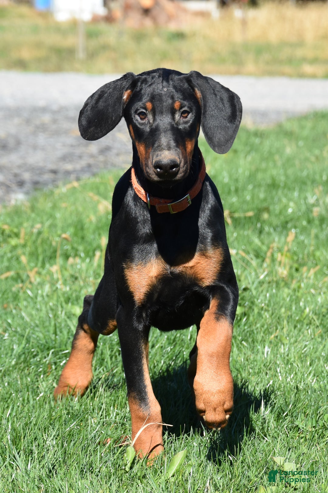 Doberman Pinscher dogs for sale: Kendra - Ad 2