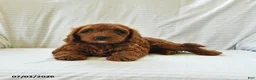 Mini Goldendoodle dogs for sale: Lucy - Ad 3