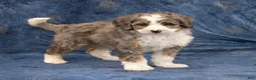 Mini Bernedoodle dogs for sale: Jennifer - Ad 3
