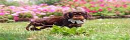 Cavalier King Charles Spaniel dogs for sale: Enzo - Ad 5