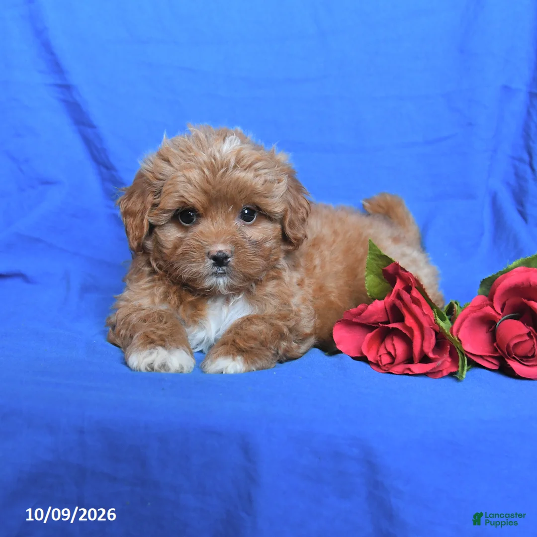 Shihpoo dogs for sale: Seth - Ad 3