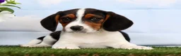 Beagle dogs for sale: Darius - Ad 1