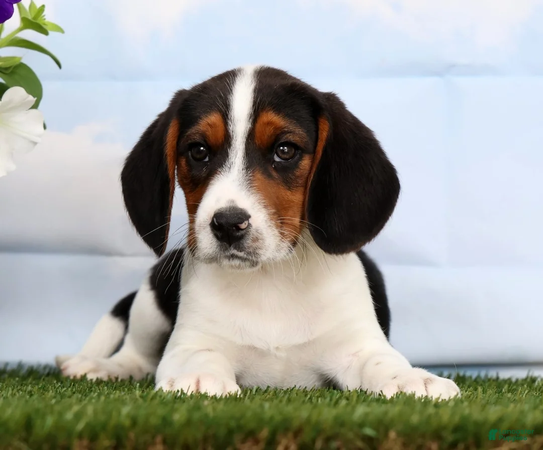 Beagle dogs for sale: Darius - Ad 1