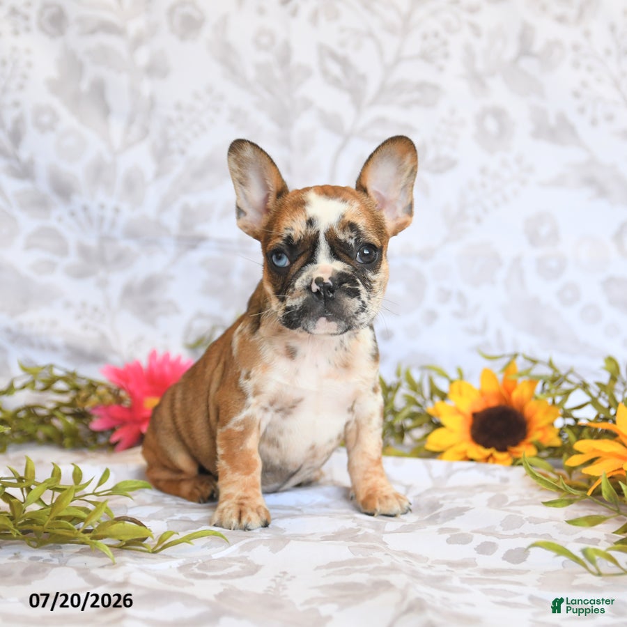 Frenchton dogs Dawn - Ad 2