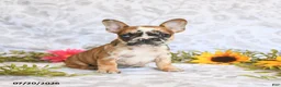 Frenchton dogs for sale: Dawn - Ad 2