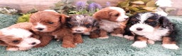 Cavapoo dogs for sale: Cavapoo Blue Merle Male #6 (Autumn's) - Ad 6