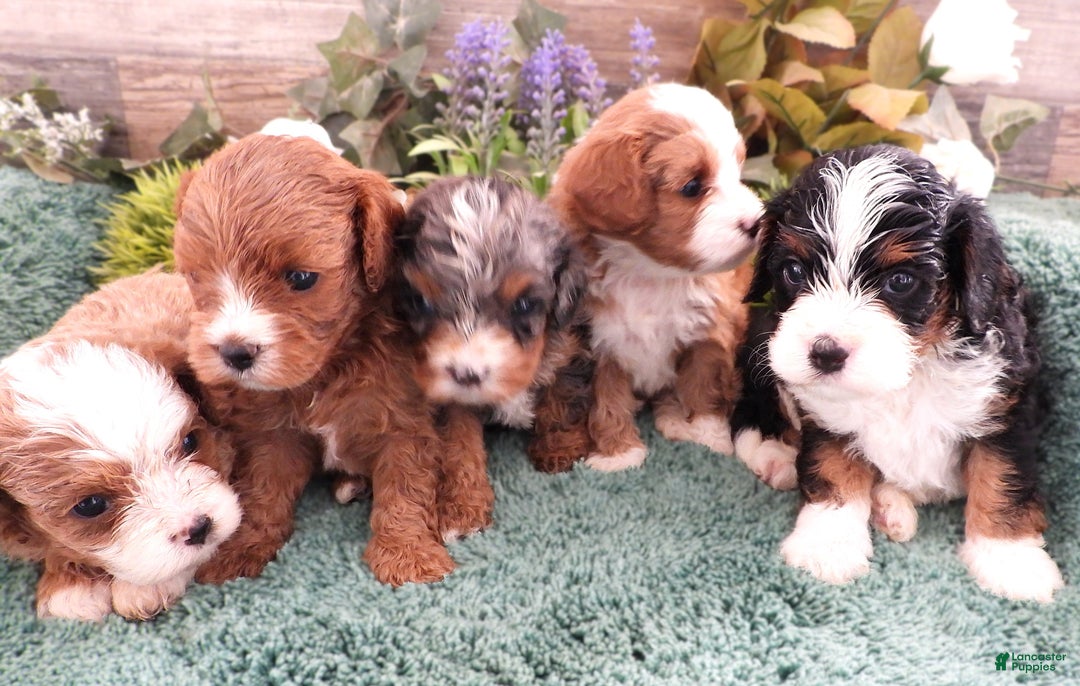 Cavapoo dogs for sale: Cavapoo Blue Merle Male #6 (Autumn's) - Ad 6