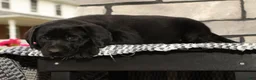 Labrador Retriever dogs for sale: Holly - Ad 4