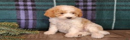 Mini Goldendoodle dogs for sale: Oma - Ad 11