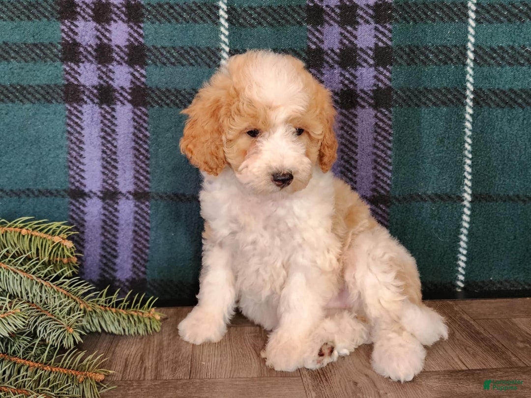 Mini Goldendoodle dogs for sale: Oma - Ad 11