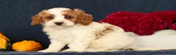 Cavapoo dogs for sale: Pepper - Ad 5