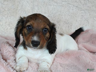 Dachshund dogs - Ad 5