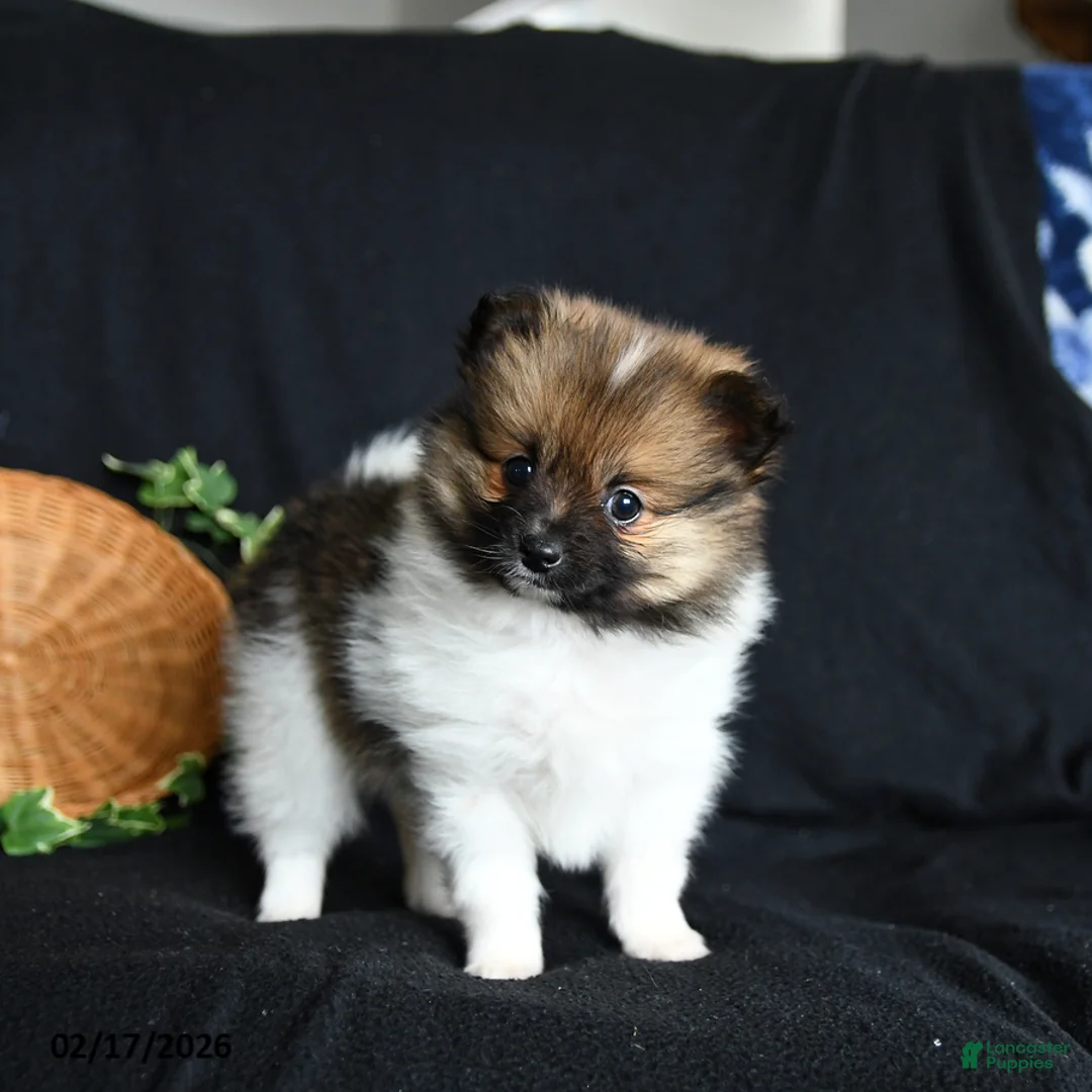 Pomeranian dogs for sale: Pixie - Ad 3