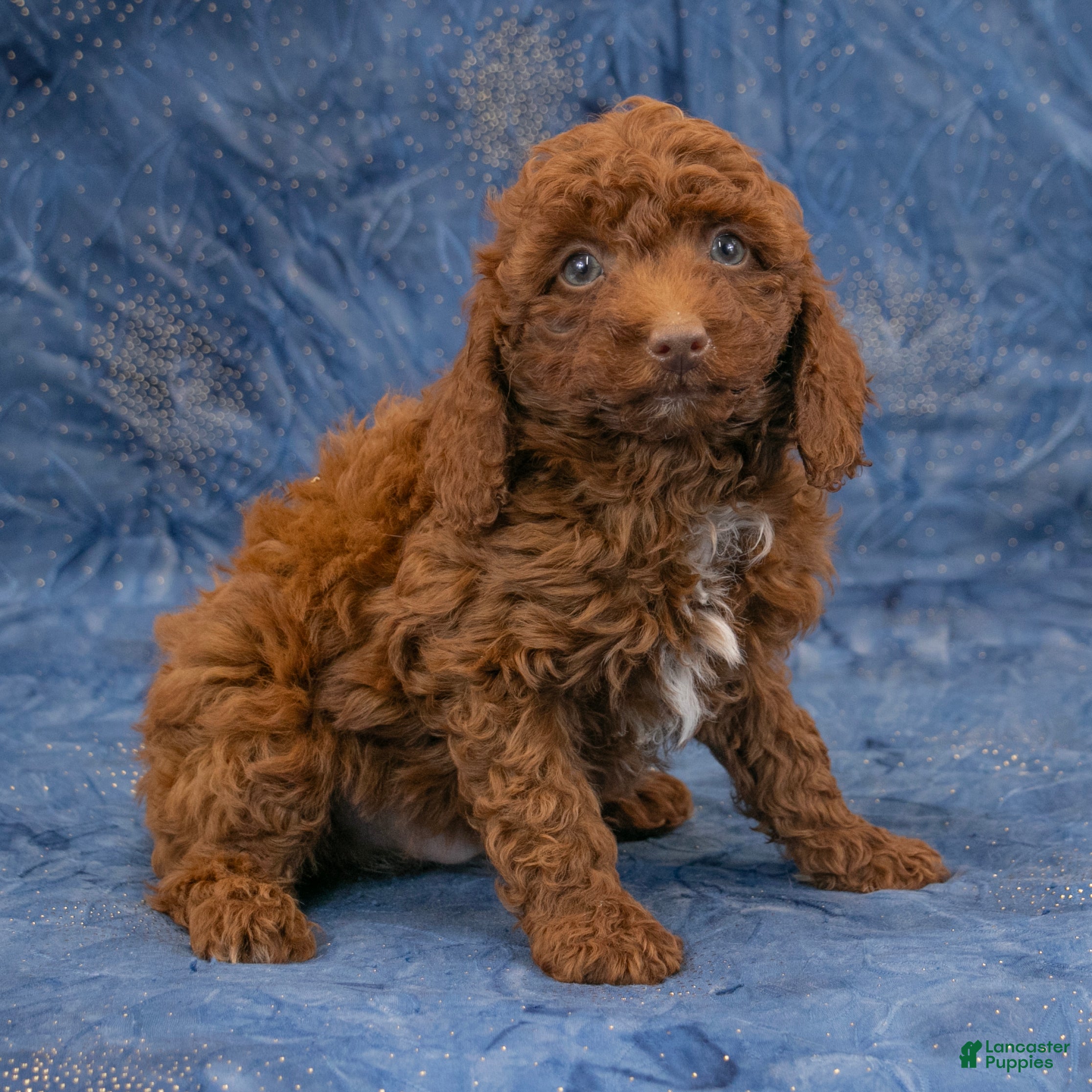 Miniature Poodle dogs Ruger - Ad 1