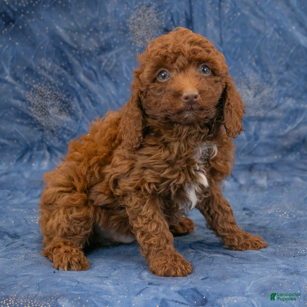 Miniature Poodle dogs for sale: Ruger - Ad 1
