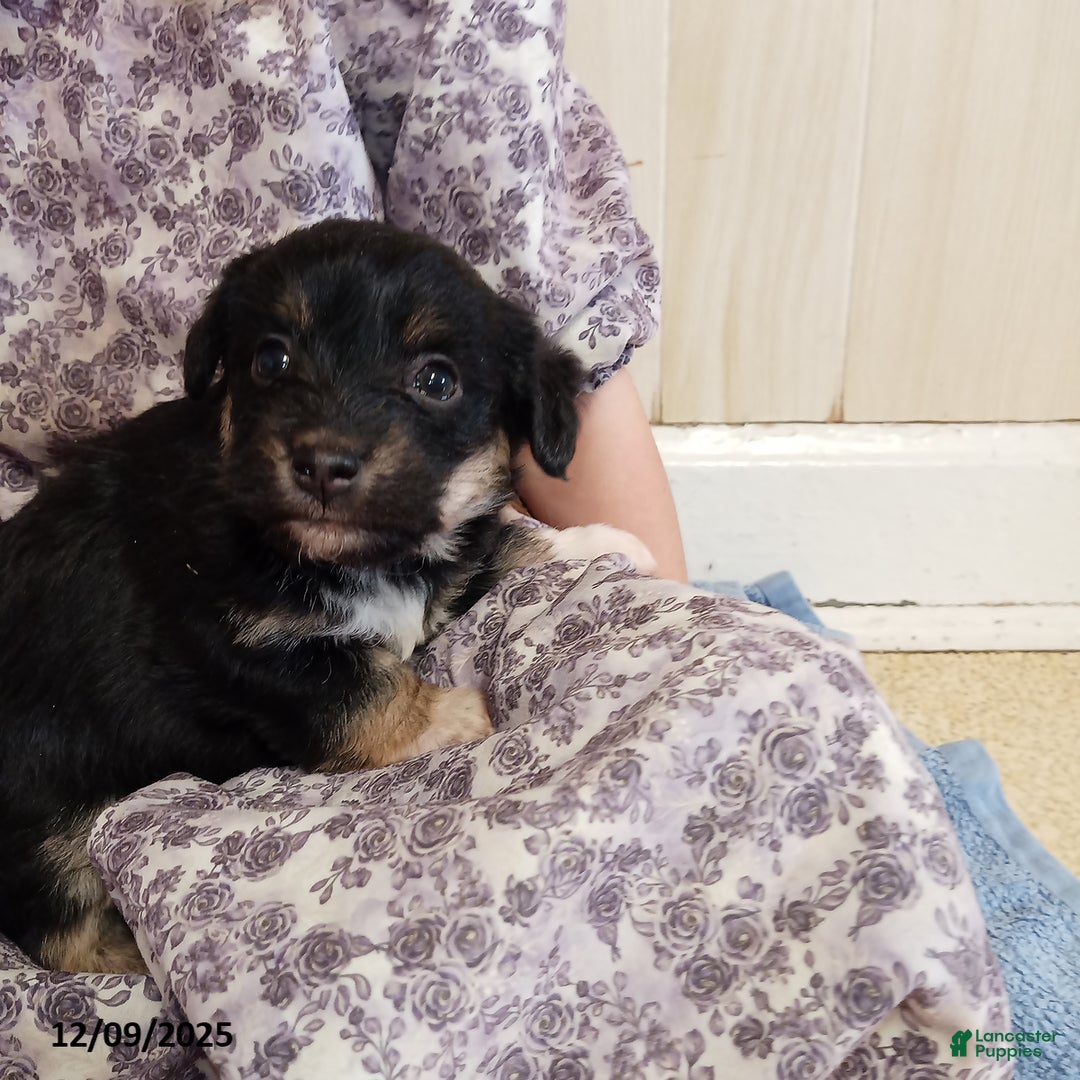 Corgipoo dogs for sale: Blaze - Ad 1