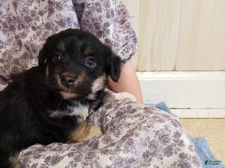 Corgipoo dogs Blaze - Ad 5