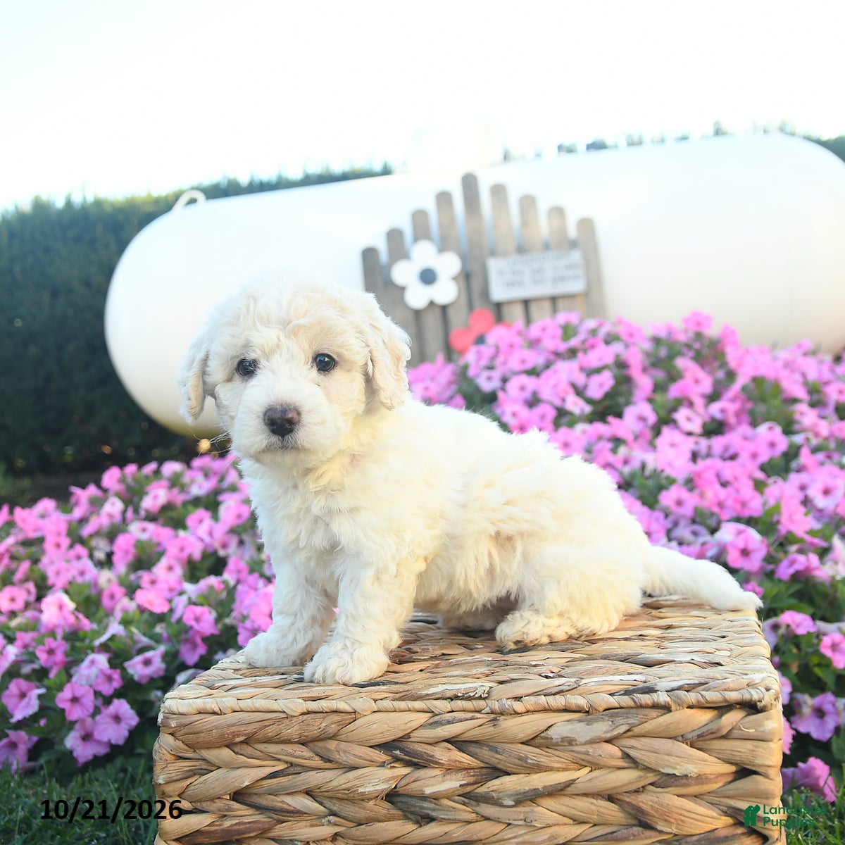Bichpoo dogs for sale: Harvest  - Ad 2