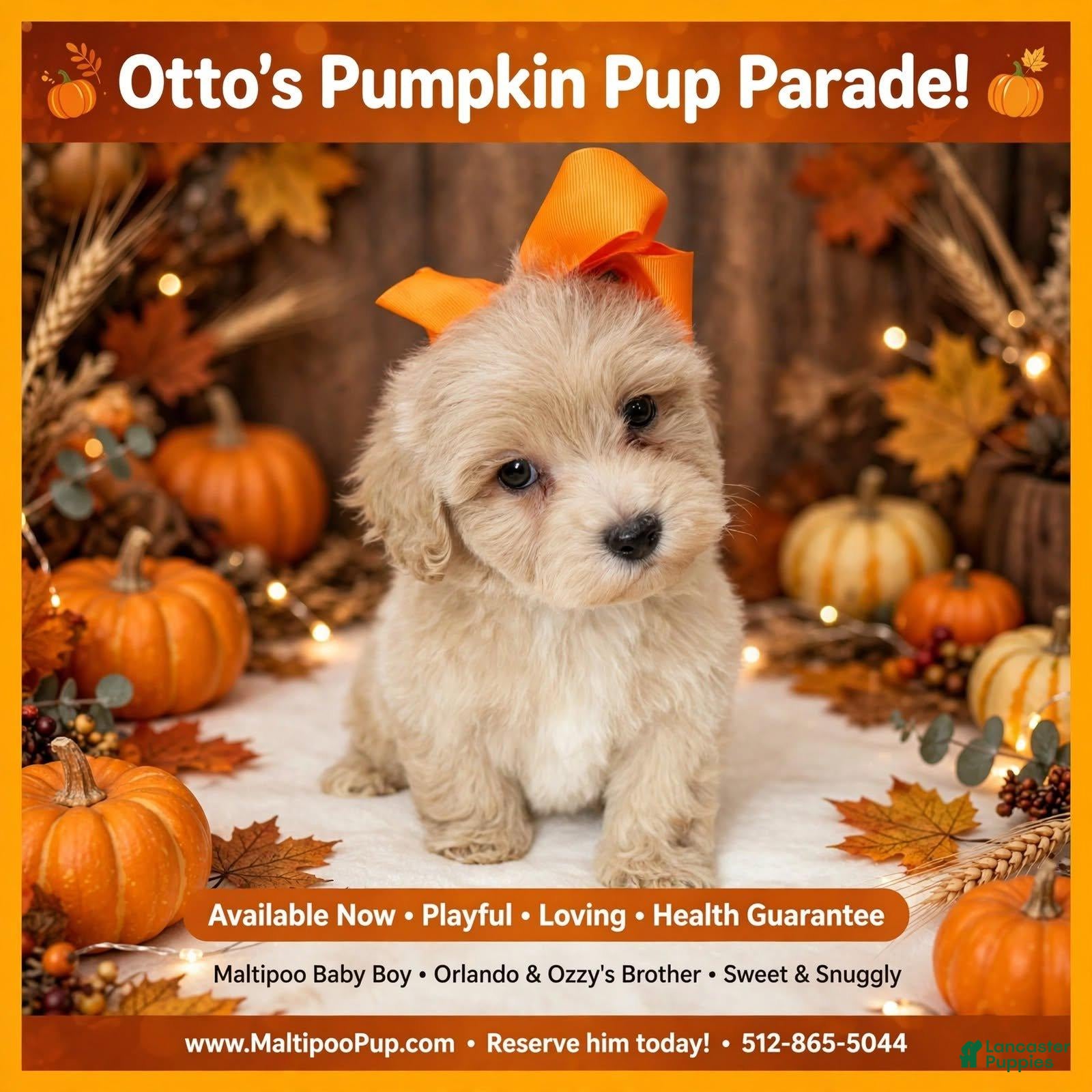 Maltipoo dogs Otto - Ad 25