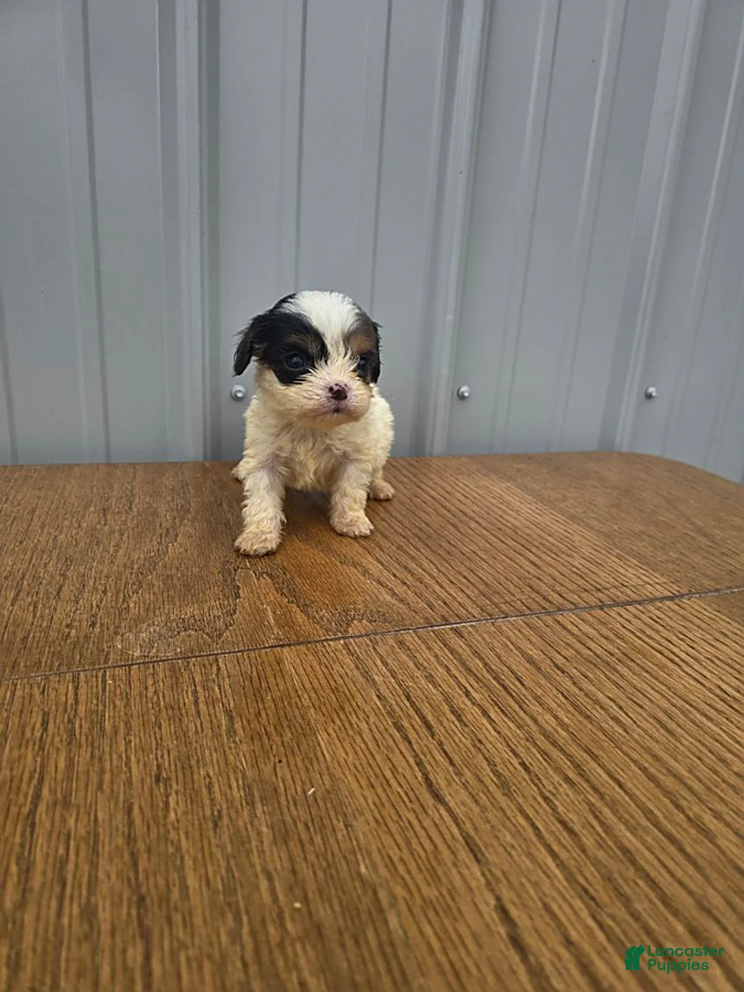 Cavapoo dogs for sale: Brandon - Ad 3