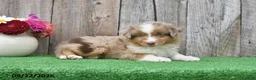 Miniature Australian Shepherd dogs for sale: Ripple - Ad 3