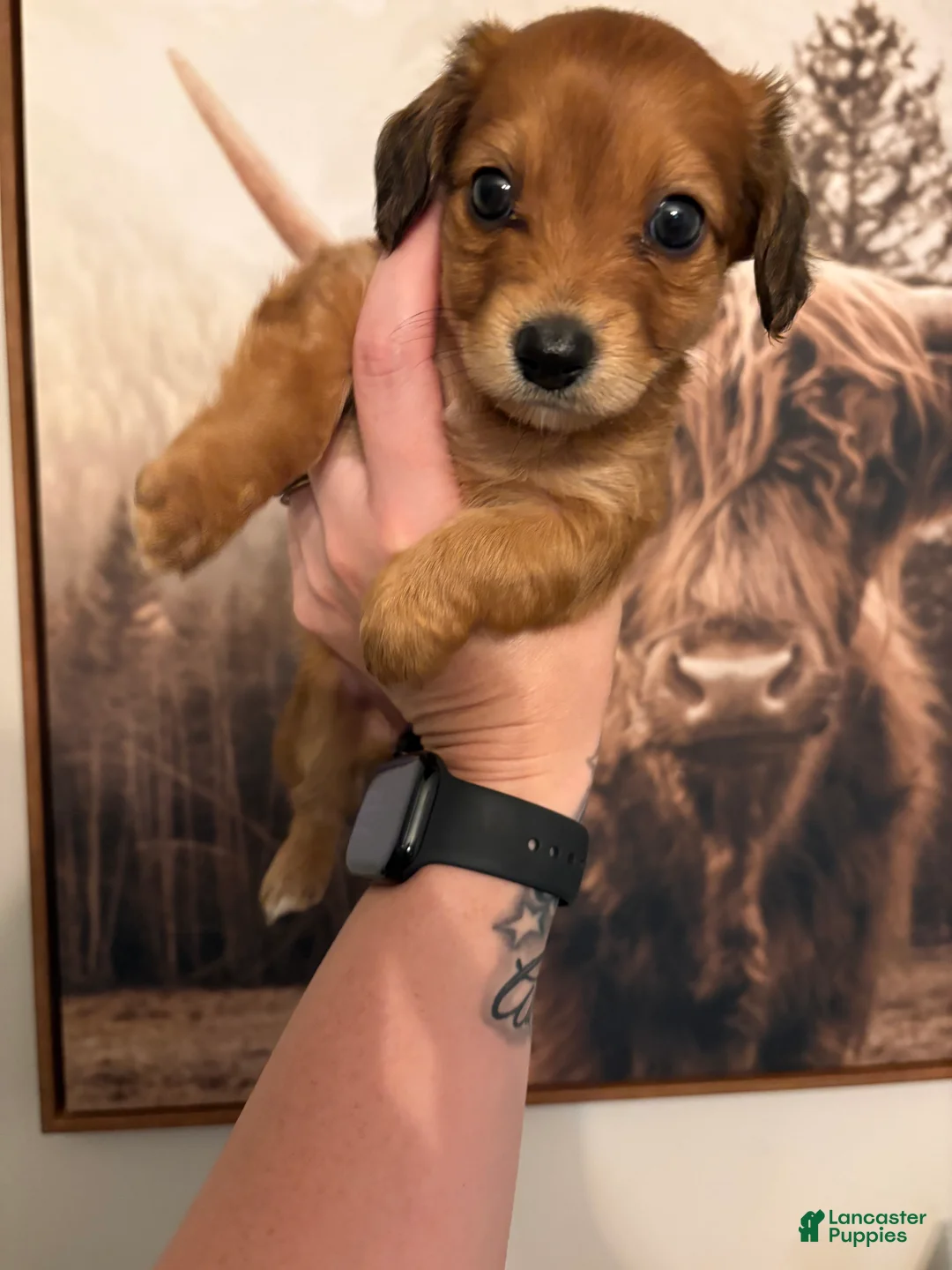 Miniature Dachshund dogs for sale: Emmy - Ad 2