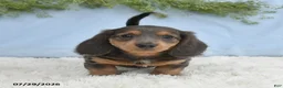 Miniature Dachshund dogs for sale: Travis - Ad 1