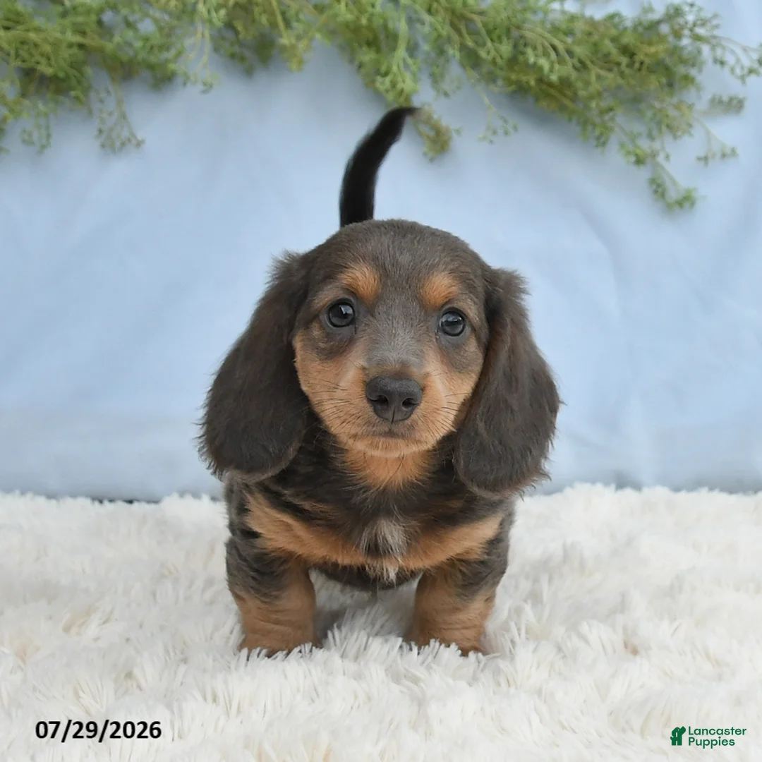 Miniature Dachshund dogs for sale: Travis - Ad 1